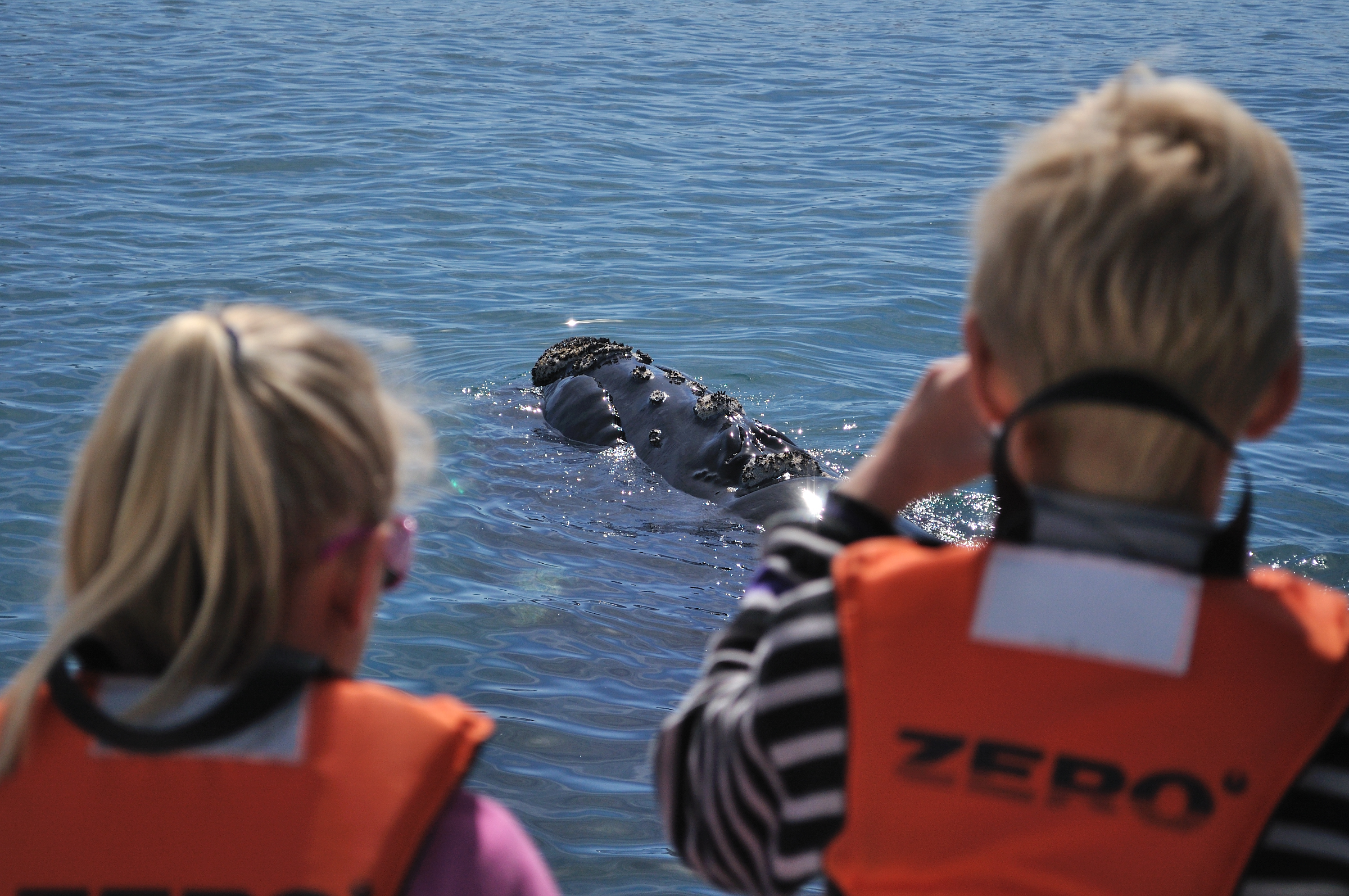 Whale watching boat approaching Southern Right Whales responsibly in Walker Bay.