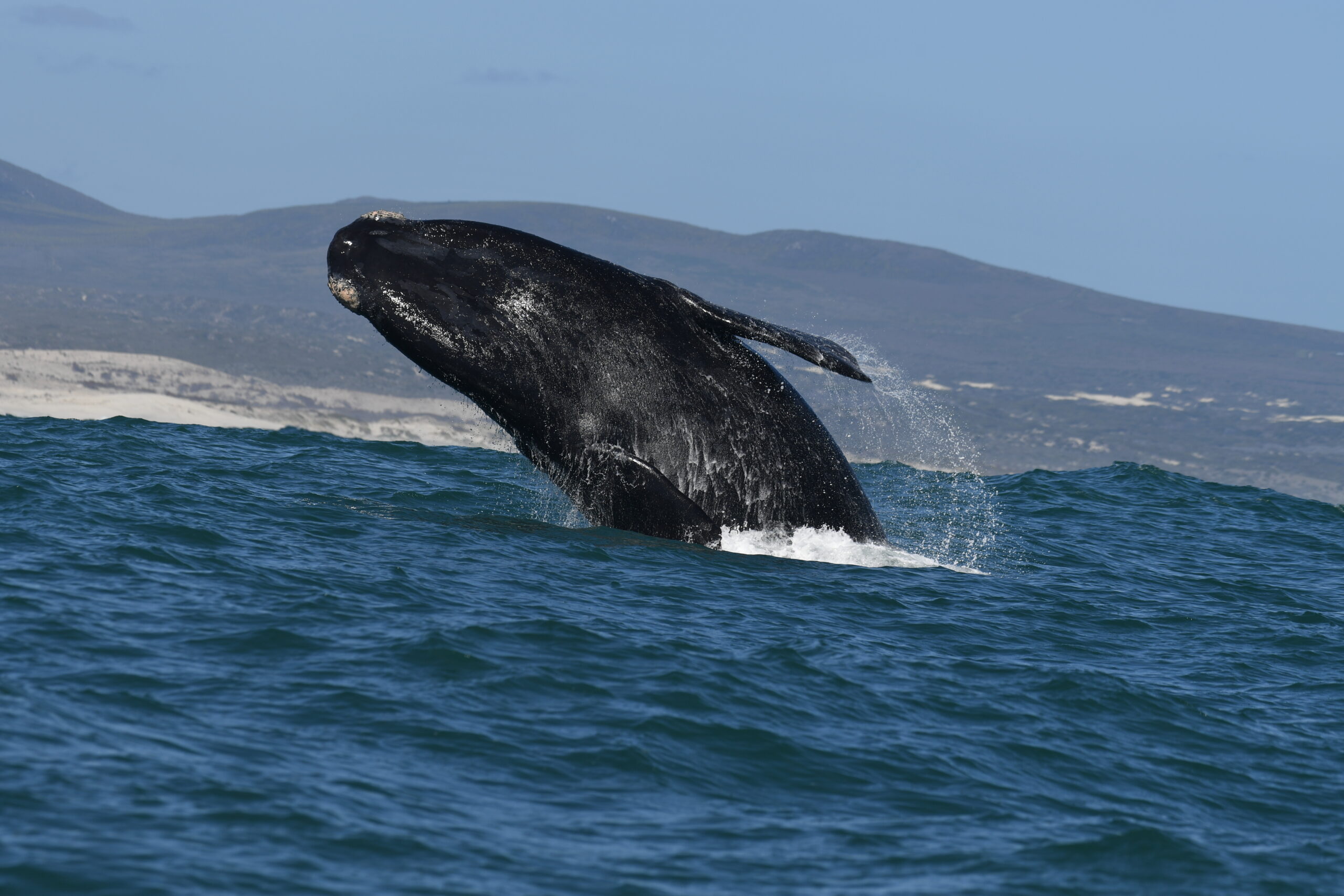 Why Do Whales Come to Hermanus Every Winter?