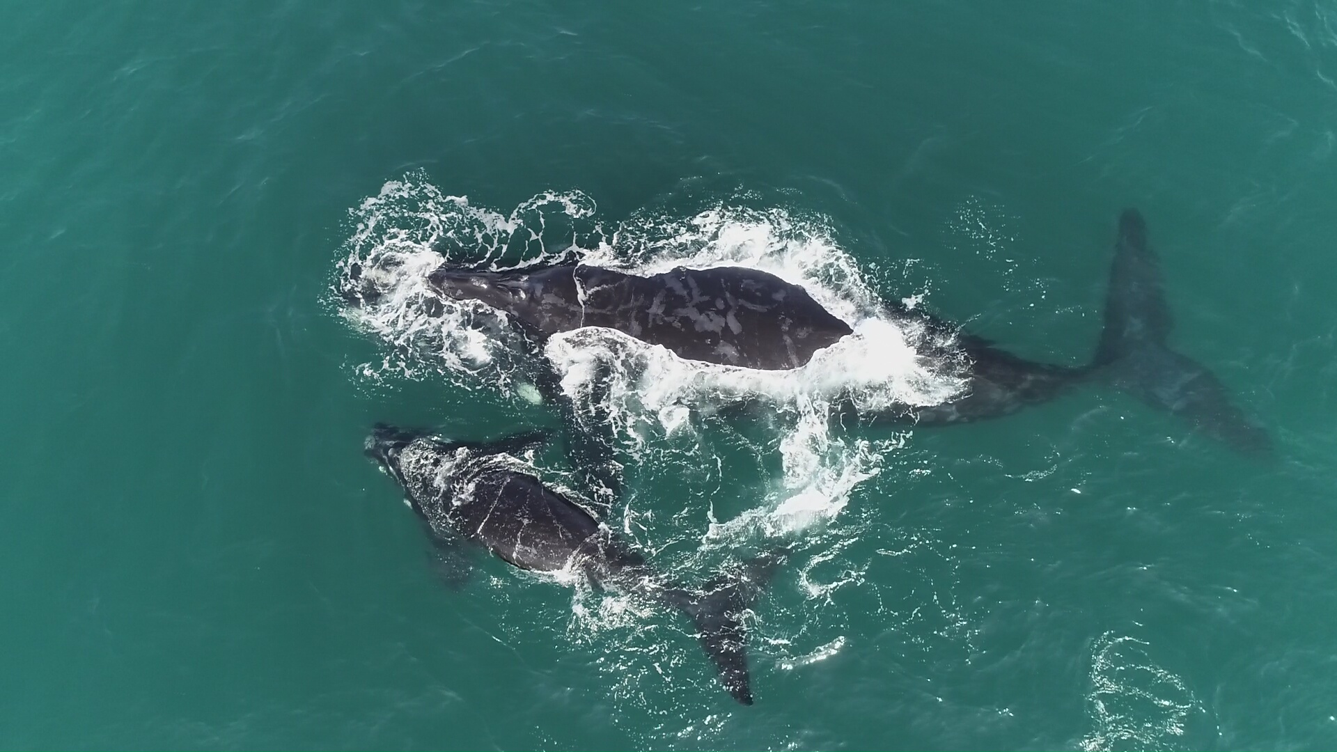 Southern Right Whale mother and calf swimming in Walker Bay near Hermanus.